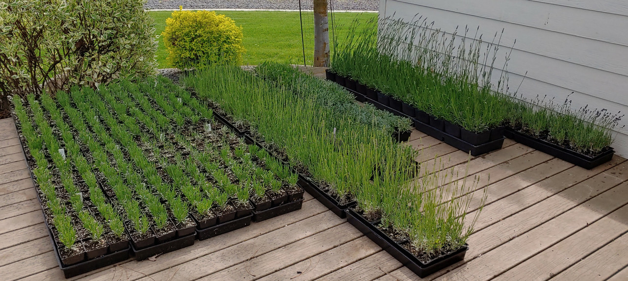 Lavender Plants